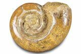 Jurassic Ammonite (Hemilytoceras) Fossil - Madagascar #283362-1